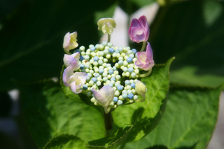 IMG_5507.jpg