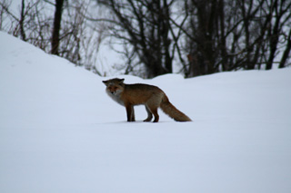 IMG_0897.jpg