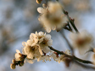 IMG_4099.jpg
