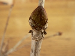 P1000472-1.jpg