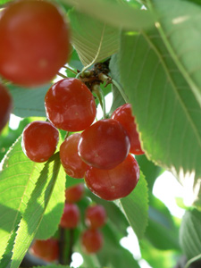 P1020204-2.jpg