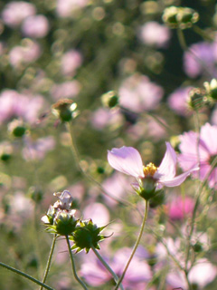 P1030540.jpg