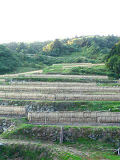 P1030554.jpg
